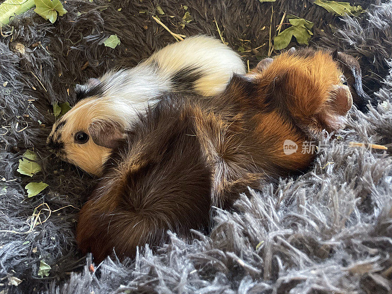 特写图像的两只，雌性，长毛阿比西尼亚豚鼠(Cavia porcellus)依偎在蓬松，灰色，宠物毛毯在室内圈地，看着相机，高架视图，重点在前景